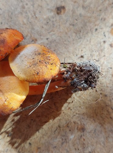 VOSKOVKA KRVAVÁ (Hygrocybe miniata) FOTO: Marta Knauerová, 25.–26. 10. 2025