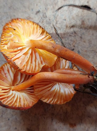VOSKOVKA KRVAVÁ (Hygrocybe miniata) FOTO: Marta Knauerová, 25.–26. 10. 2025