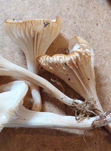 VOSKOVKA PANENSKÁ (Cuphophyllus virgineus) FOTO: Marta Knauerová, 25.–26. 10. 2025