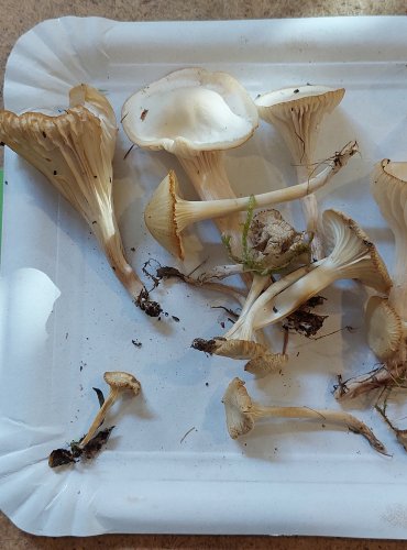 VOSKOVKA PANENSKÁ (Cuphophyllus virgineus) FOTO: Marta Knauerová, 25.–26. 10. 2025