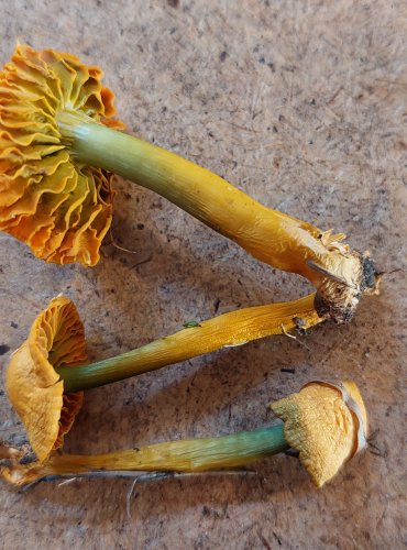 VOSKOVKA PAPOUŠČÍ (Gliophorus psittacinus) FOTO: Marta Knauerová, 25.–26. 10. 2025

