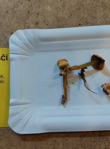 VOSKOVKA PAPOUŠČÍ (Gliophorus psittacinus) FOTO: Marta Knauerová, 25.–26. 10. 2025

