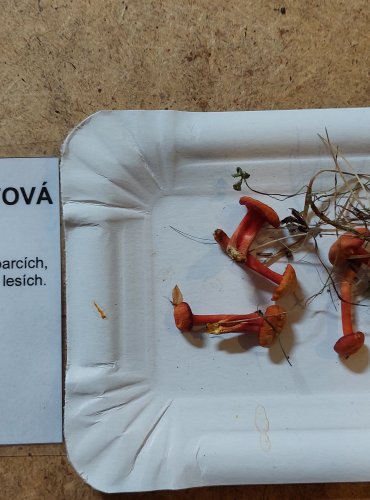 VOSKOVKA ŠARLATOVÁ (Hygrocybe coccinea) FOTO: Marta Knauerová, 25.–26. 10. 2025