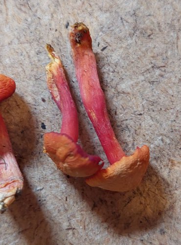 VOSKOVKA ŠARLATOVÁ (Hygrocybe coccinea) FOTO: Marta Knauerová, 25.–26. 10. 2025