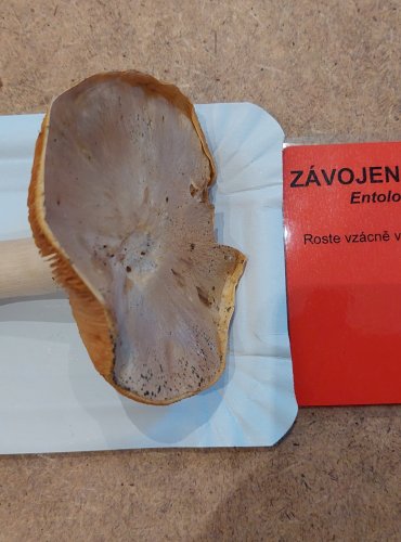 ZÁVOJENKA OLOVOVÁ (Entoloma sinuatum) FOTO: Marta Knauerová, 25.–26. 10. 2025