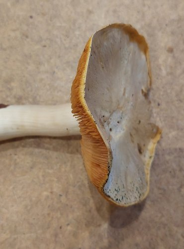 ZÁVOJENKA OLOVOVÁ (Entoloma sinuatum) FOTO: Marta Knauerová, 25.–26. 10. 2025