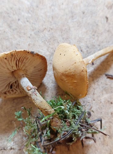 
ZRNIVKA OSINKOVÁ (Cystoderma amianthinum) FOTO: Marta Knauerová, 25.–26. 10. 2025

