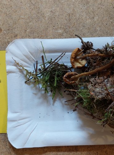 
ZRNIVKA OSINKOVÁ (Cystoderma amianthinum) FOTO: Marta Knauerová, 25.–26. 10. 2025

