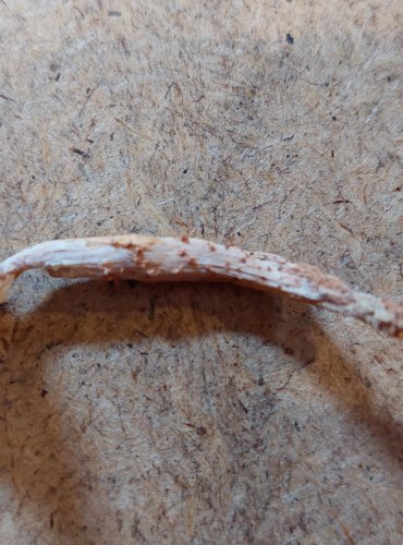 
ZRNIVKA RUMĚLKOVÁ (Cystodermella cinnabarina) FOTO: Marta Knauerová, 25.–26. 10. 2025



