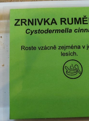 ZRNIVKA RUMĚLKOVÁ (Cystodermella cinnabarina) FOTO: Marta Knauerová, 25.–26. 10. 2025