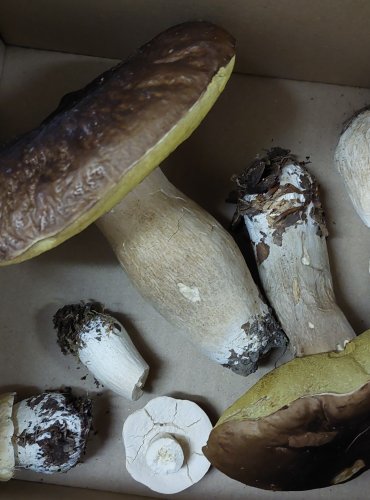 Lyofilizované plodnice HŘIBU SMRKOVÉHO (Boletus edulis) Foto: Marta Knauerová
