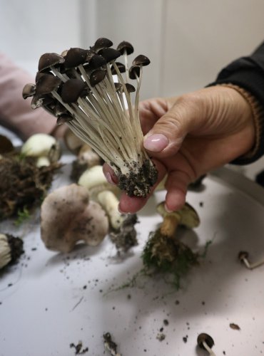 Lyofilizovaná KŘEHUTKA ROZVĚTVENÁ (Psathyrella multipedata) Foto: Marta Knauerová