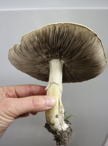 Lyofilizovaná PEČÁRKA OVČÍ (Agaricus arvensis) Foto: Marta Knauerová