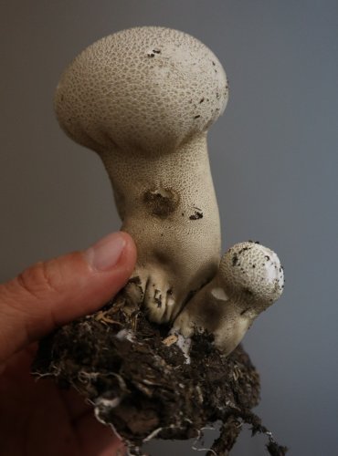 Lyofilizovaná PÝCHAVKA PALICOVITÁ (Lycoperdon excipuliforme) Foto: Marta Knauerová