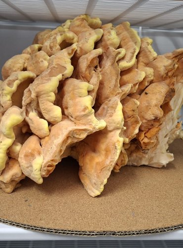 Mražení SÍROVCE ŽLUTOORANŽOVÉHO (Laetiporus sulphureus) před lyofilzací. Foto: Marta Knauerová

