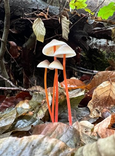 HELMOVKA ŠAFRÁNOVÁ (Mycena crocata) FOTO: Lada Černá