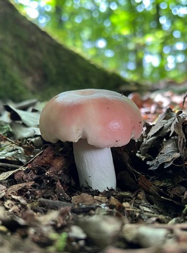HOLUBINKA MANDLOVÁ (Russula vesca) FOTO: Lada Černá