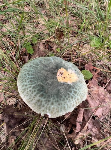 HOLUBINKA NAZELENALÁ (Russula virescens) FOTO: Lada Černá