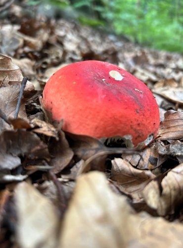 HOLUBINKA SLIČNÁ (Russula rosea) FOTO: Lada Černá