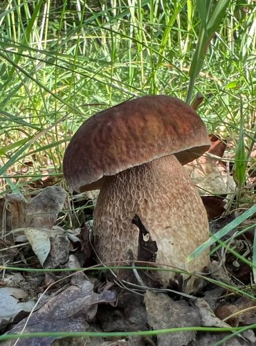 HŘIB DUBOVÝ (Boletus reticulatus) FOTO: Lada Černá