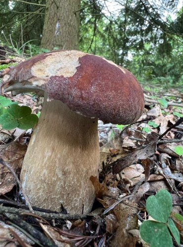 HŘIB DUBOVÝ (Boletus reticulatus) FOTO: Lada Černá