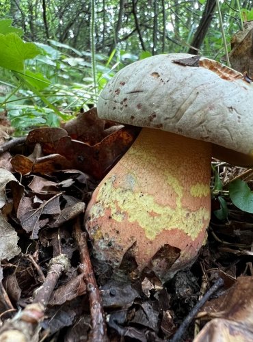 HŘIB LE GALOVÉ (Rubroboletus legaliae) zapsán v Červeném seznamu hub (makromycetů) v kategorii NT – téměř ohrožený druh, FOTO: Lada Černá