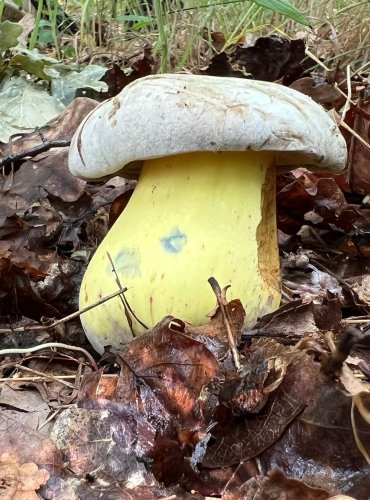 HŘIB MEDOTRPKÝ (Boletus radicans) FOTO: Lada Černá