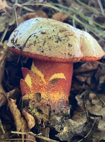 HŘIB NACHOVÝ (Rubroboletus rhodoxanthus) zapsán v Červeném seznamu hub (makromycetů) České republiky v kategorii EN – ohrožený druh, FOTO: Lada Černá