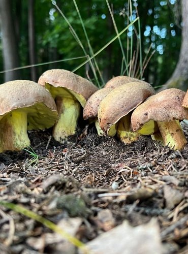 HŘIB PŘÍVĚSKATÝ (Butyriboletus appendiculatus) FOTO: Lada Černá