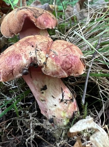 HŘIB RUBÍNOVÝ (Rubinoboletus rubinus) velmi vzácný, zapsán v Červeném seznamu hub (makromycetů) v kategorii EN – ohrožený druh, FOTO: Lada Černá