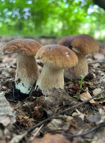 HŘIB SMRKOVÝ (Boletus edulis) FOTO: Lada Černá