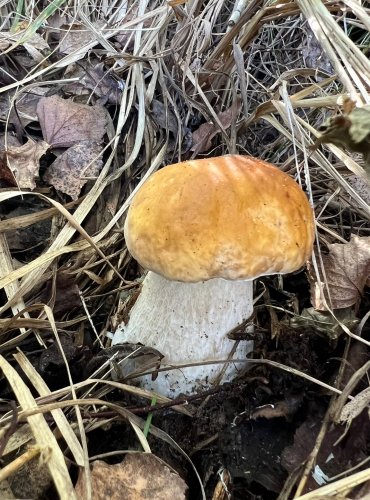 HŘIB SMRKOVÝ CITRONOVÝ (Boletus edulis f. citrinus) FOTO: Lada Černá