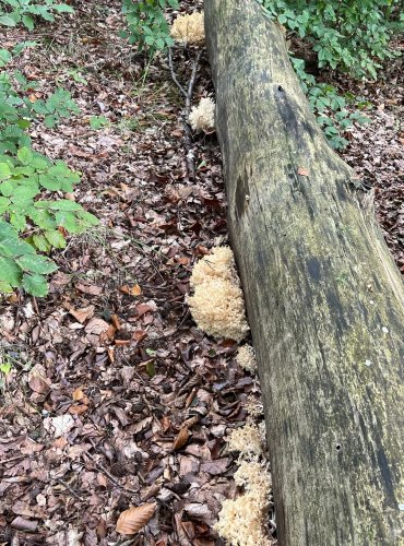 KORÁLOVEC BUKOVÝ (Hericium coralloides) FOTO: Lada Černá