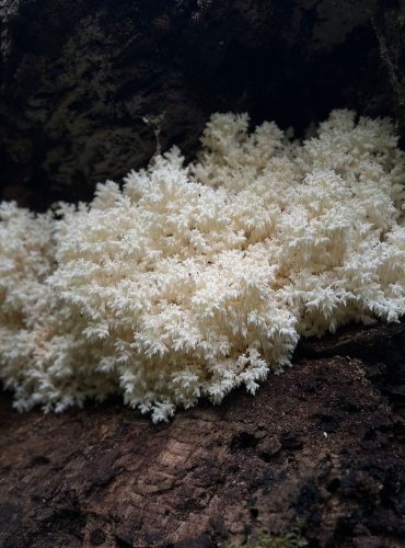 KORÁLOVEC BUKOVÝ (Hericium coralloides) FOTO: Lada Černá