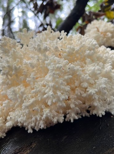 KORÁLOVEC BUKOVÝ (Hericium coralloides) FOTO: Lada Černá