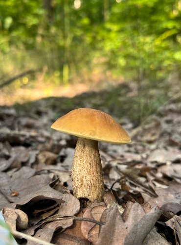 KOZÁK DUBOVÝ (Leccinum crocipodium) zapsán v Červeném seznamu hub (makromycetů) České republiky v kategorii VU – zranitelný druh, FOTO: Lada Černá