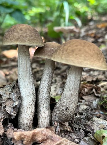 KOZÁK HABROVÝ (Leccinum pseudoscabrum) FOTO: Lada Černá