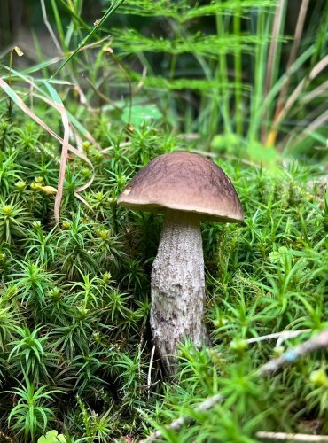 KOZÁK HABROVÝ (Leccinum pseudoscabrum) FOTO: Lada Černá