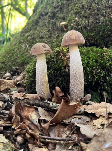 KOZÁK ŠEDOHNĚDÝ (Leccinum brunneogriseolum) FOTO: Lada Černá