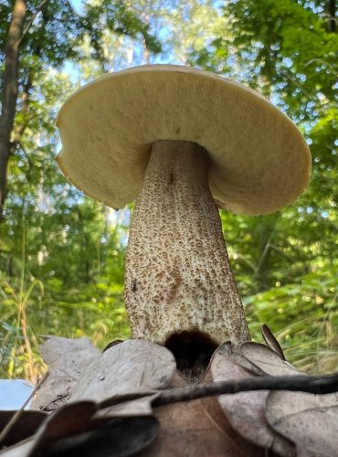 KOZÁK DUBOVÝ (Leccinum crocipodium) zapsán v Červeném seznamu hub (makromycetů) České republiky v kategorii VU – zranitelný druh, FOTO: Lada Černá