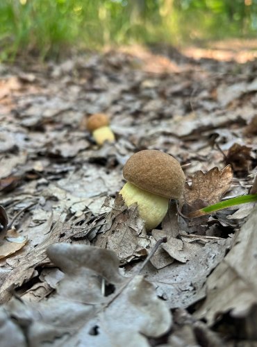 KOZÁK DUBOVÝ (Leccinum crocipodium) zapsán v Červeném seznamu hub (makromycetů) České republiky v kategorii VU – zranitelný druh, FOTO: Lada Černá