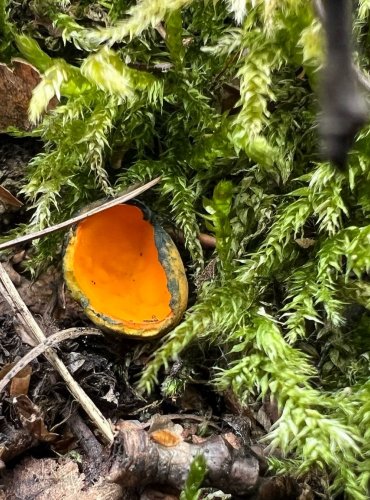 KRASOČÍŠKA ŽLUTÁ (Caloschypa fulgens) v širším smyslu, zapsána v Červeném seznamu hub (makromycetů) České republiky v kategorii EN – ohrožený druh, FOTO: Lada Černá