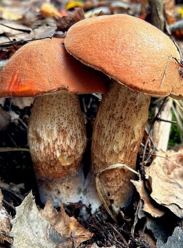 KŘEMENÁČ KRVAVÝ (Leccinum aurantiacum) FOTO: Lada Černá