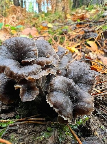 LIŠKA ŠEDÁ (Cantharellus cinereus) zapsána v Červeném seznamu hub (makromycetů) České republiky v kategorii NT – téměř ohrožený druh, FOTO: Lada Černá