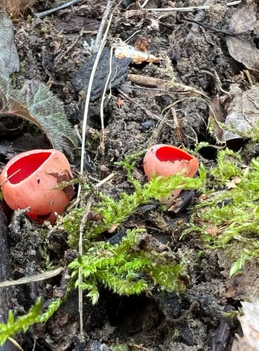OHNIVEC RAKOUSKÝ (Sarcoscypha austriaca) FOTO: Lada Černá