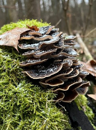 OUTKOVKA PESTRÁ (Trametes versicolor) FOTO: Lada Černá