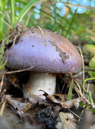 PAVUČINEC HNĚDOFIALOVÝ (Cortinarius balteatocumatilis) FOTO: Lada Černá