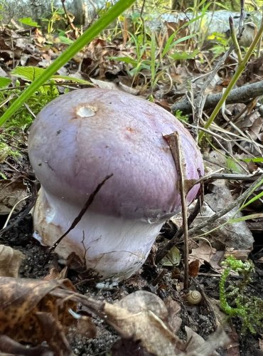 PAVUČINEC HNĚDOFIALOVÝ (Cortinarius balteatocumatilis) FOTO: Lada Černá