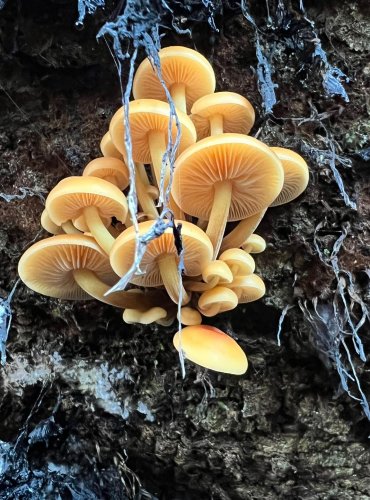 PENÍZOVKA SAMETONOHÁ (Flammulina velutipes) FOTO: Lada Černá