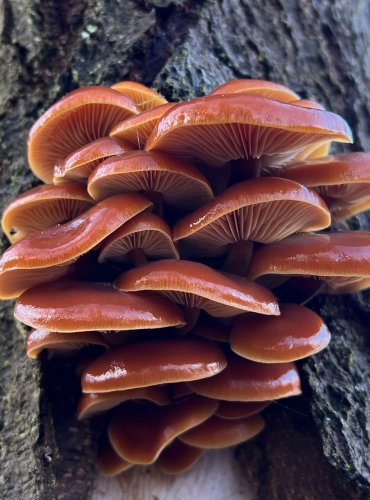 PENÍZOVKA SAMETONOHÁ (Flammulina velutipes) FOTO: Lada Černá